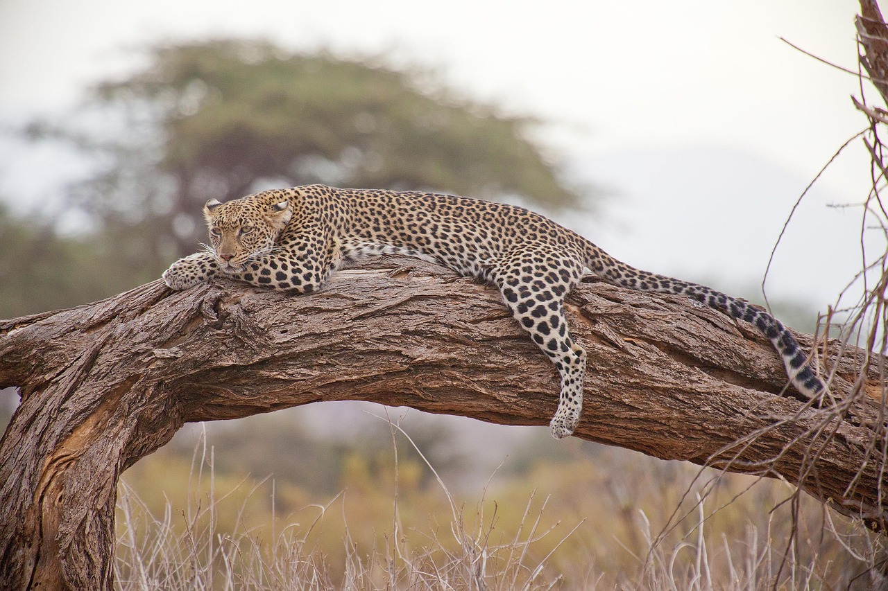Safari Experience